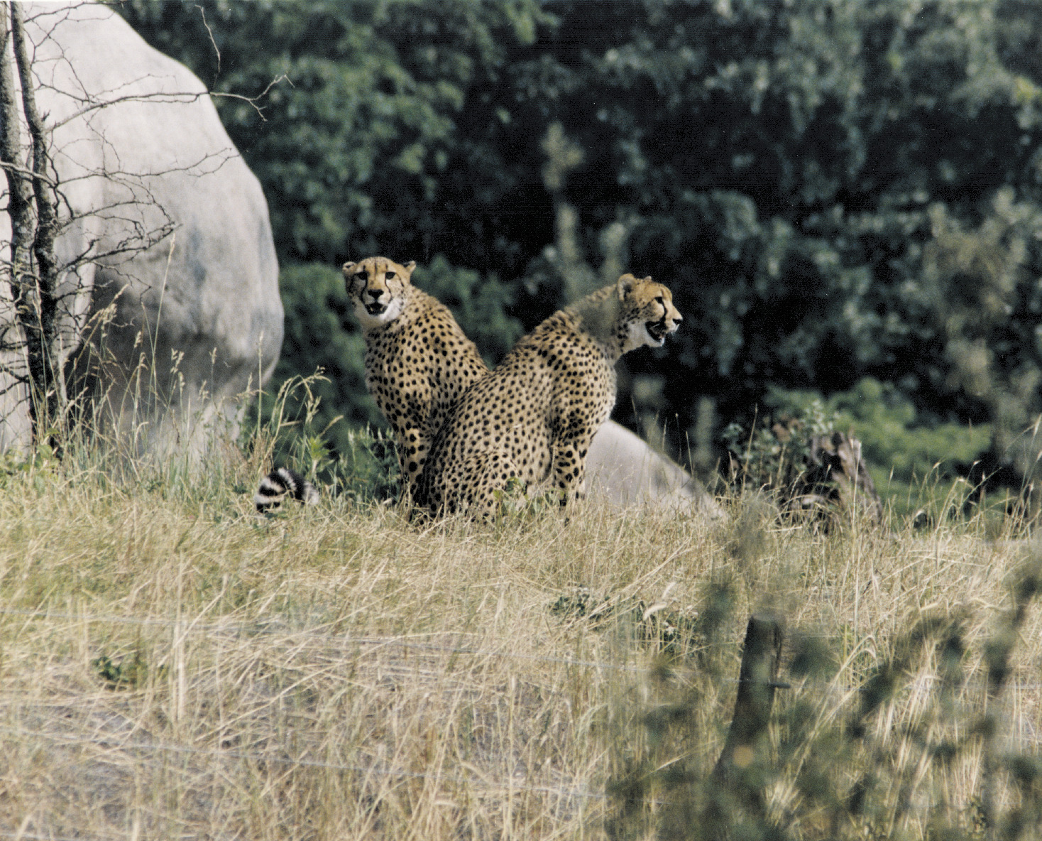 Kansas City Zoological Gardens Sustainable Master Plan